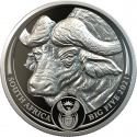 20 Rand 2021, South Africa, Big Five, African Buffalo